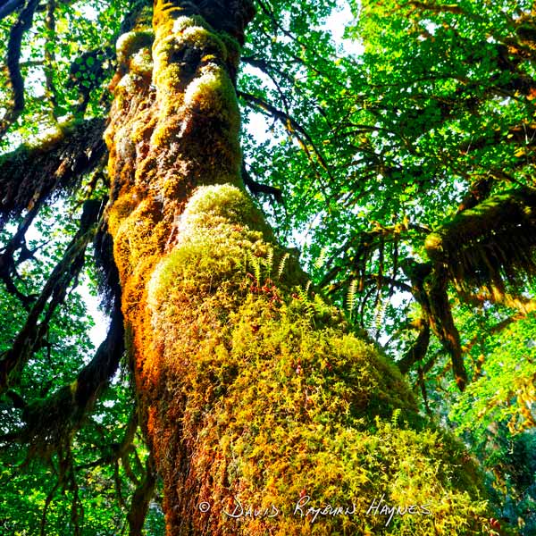 View Exhibit: HOH RAIN FOREST