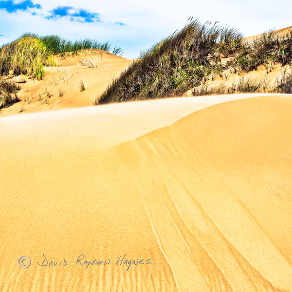 View Exhibit: OREGON DUNES AFTER RAIN