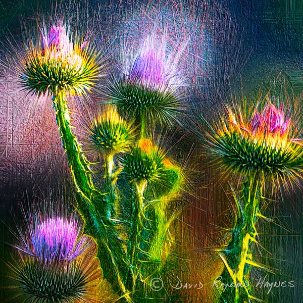 View Exhibit: THISTLES